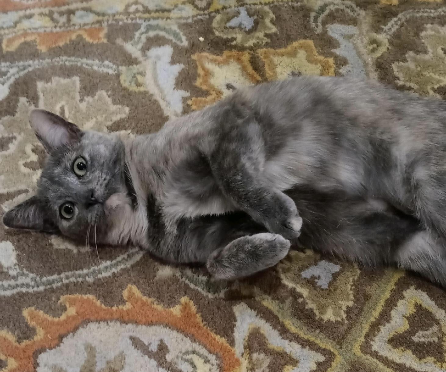 Enlarge Tippy, a Adoptable Domestic Short Hair in Ardsley, NY image 2/2