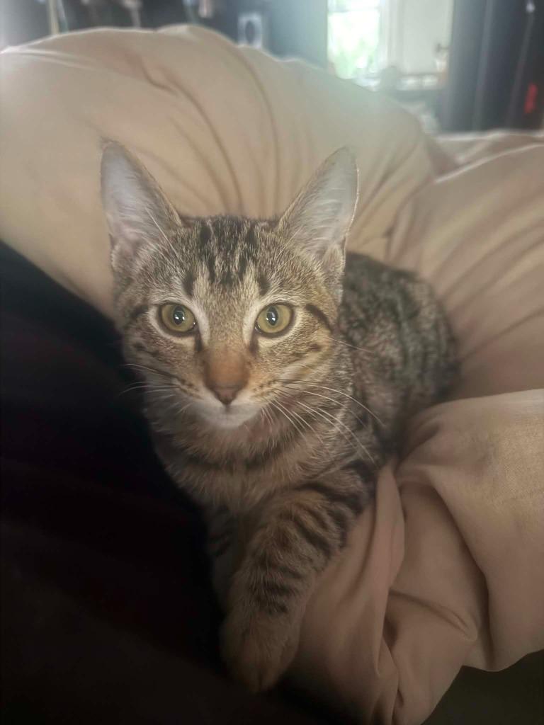 Bud Hopper, Adoptable, Kitten Male Domestic Short Hair.