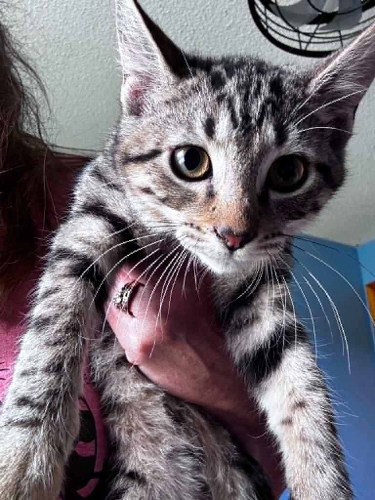 Bud Hopper, a Adoptable Domestic Short Hair in Gorham, ME image 2/2