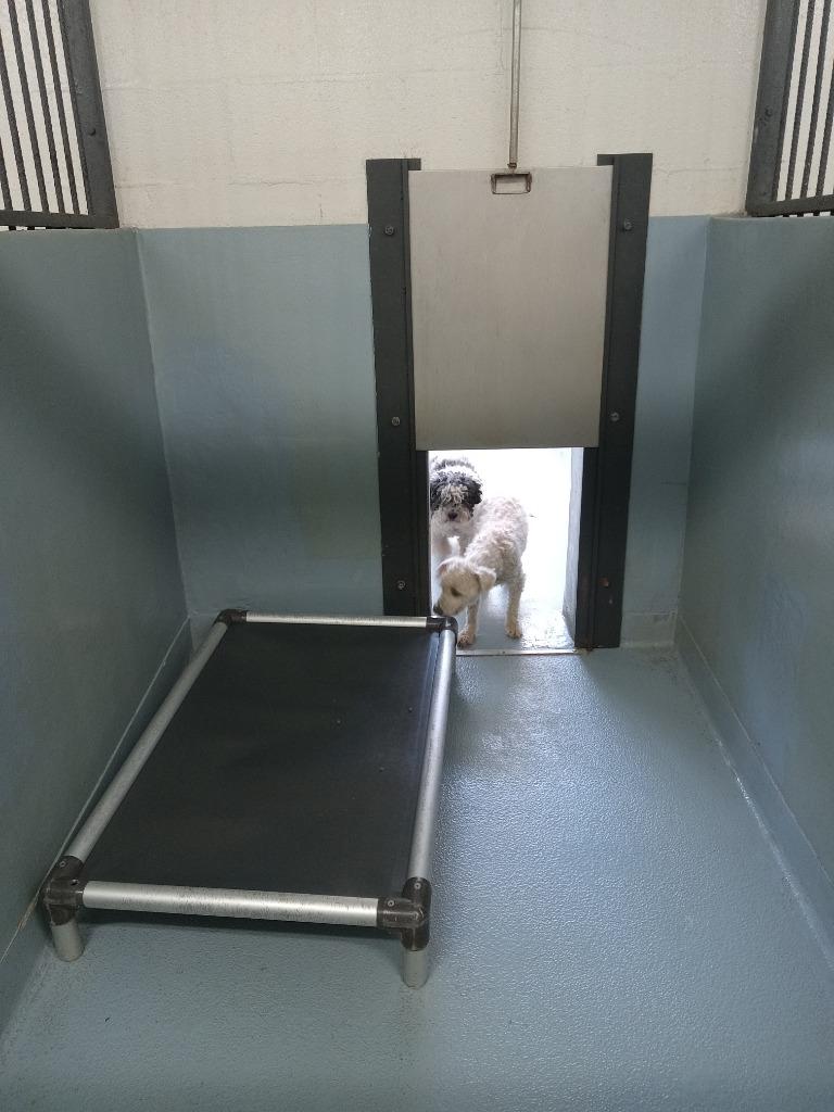 Enlarge Kone, a Adoptable mixed breed in Cartersville , GA image 1/1