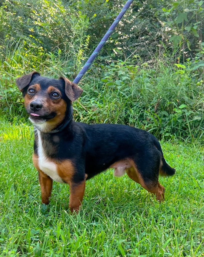 Hotrod, Adopted, Puppy Male Dachshund & Beagle.