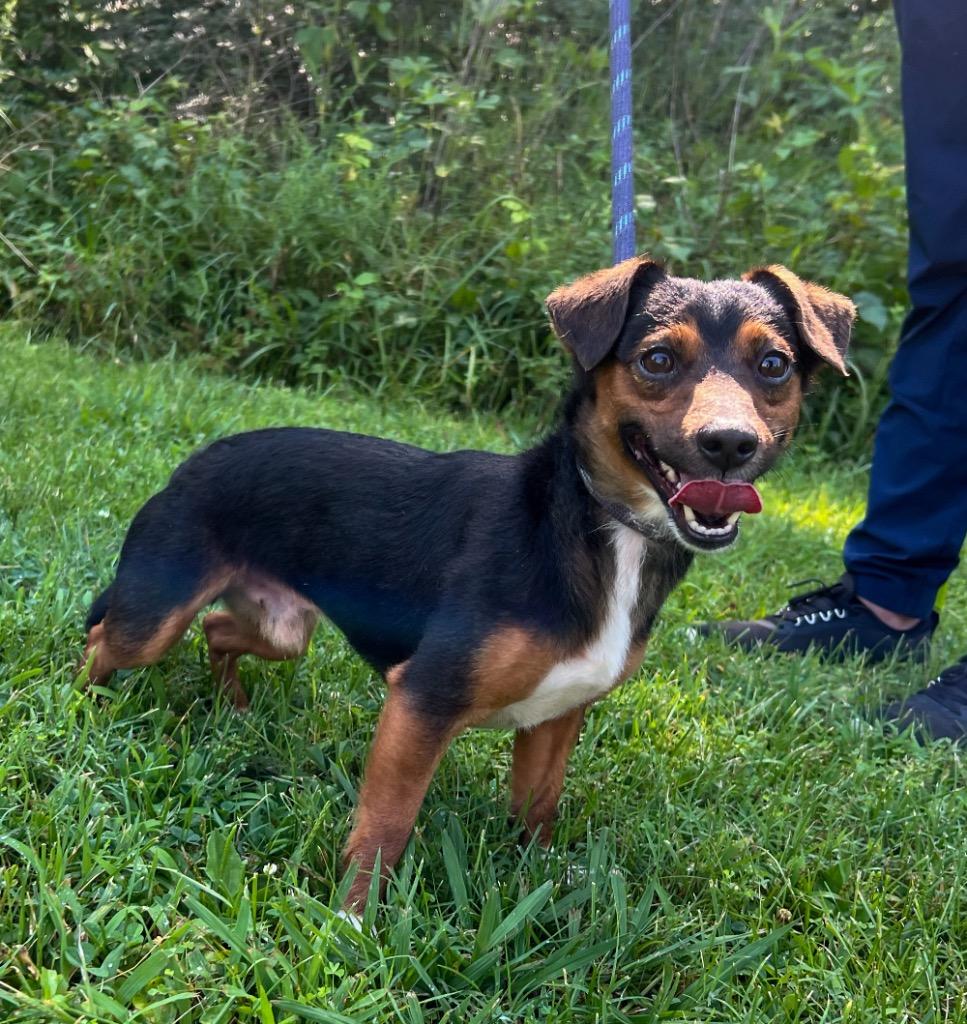 Hotrod, a Adopted mixed breed in Murray, KY image 2/3