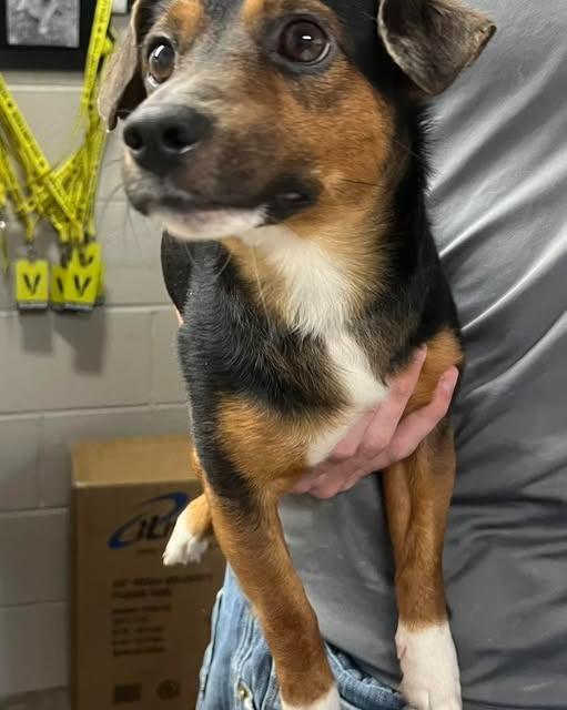 Hotrod, a Adopted mixed breed in Murray, KY image 3/3