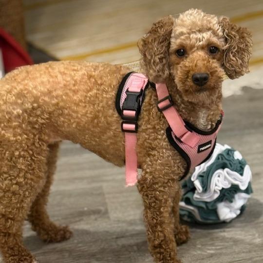 Brook, a Adoptable mixed breed in Madison, WI image 1/5