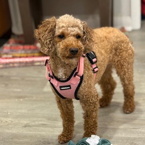 Brook, a Adoptable mixed breed in Madison, WI image 3/5