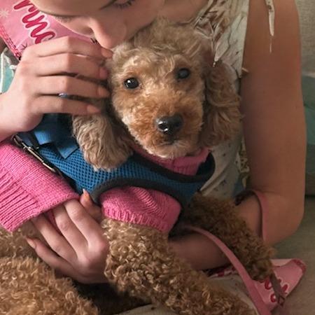 Brook, a Adoptable mixed breed in Madison, WI image 4/5