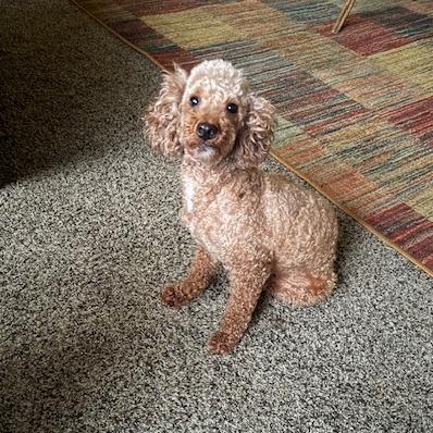 Brook, a Adoptable mixed breed in Madison, WI image 5/5