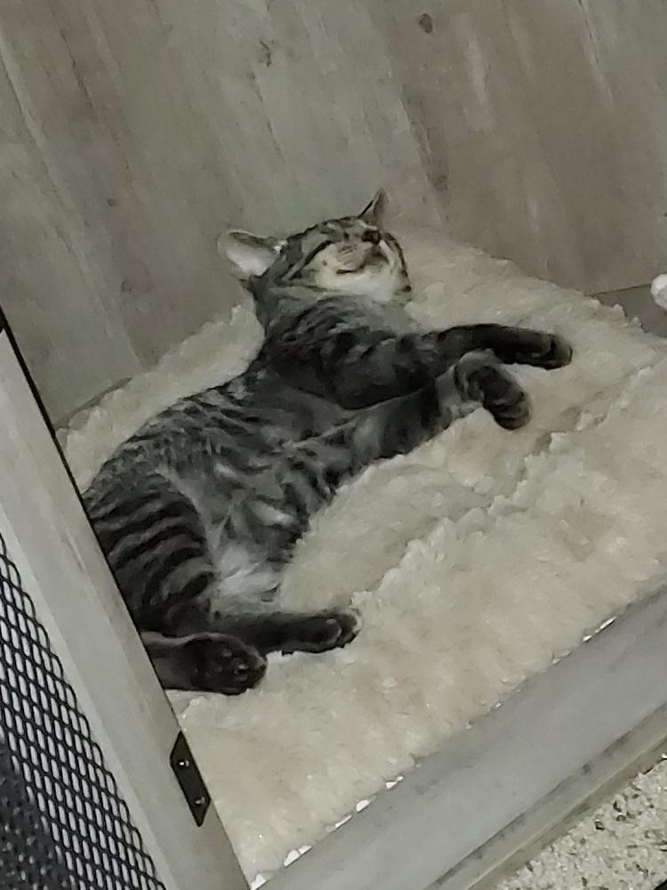 Highway, Adoptable, Kitten Male Domestic Short Hair.