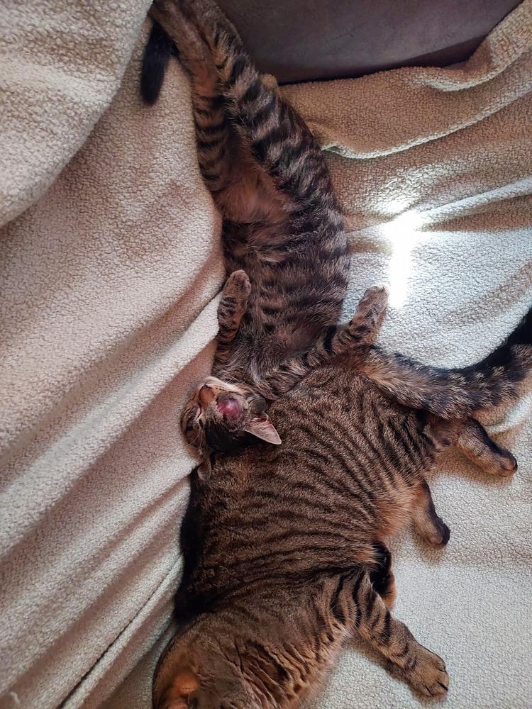 Enlarge Highway, a Adoptable mixed breed in Plymouth, MI image 3/6