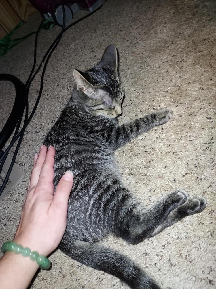 Enlarge Highway, a Adoptable mixed breed in Plymouth, MI image 4/6