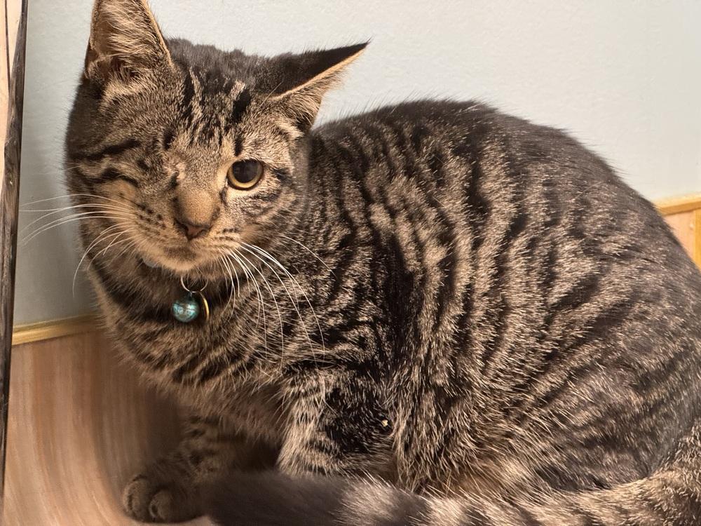 Enlarge Highway, a Adoptable mixed breed in Plymouth, MI image 5/6