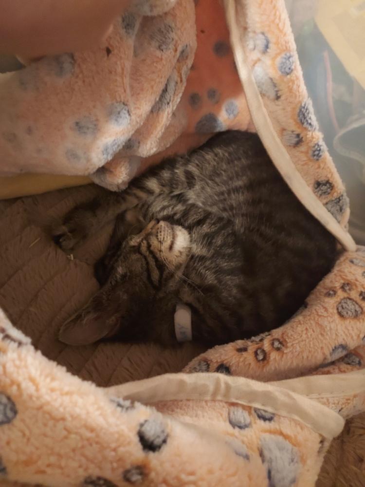 Enlarge Highway, a Adoptable mixed breed in Plymouth, MI image 6/6