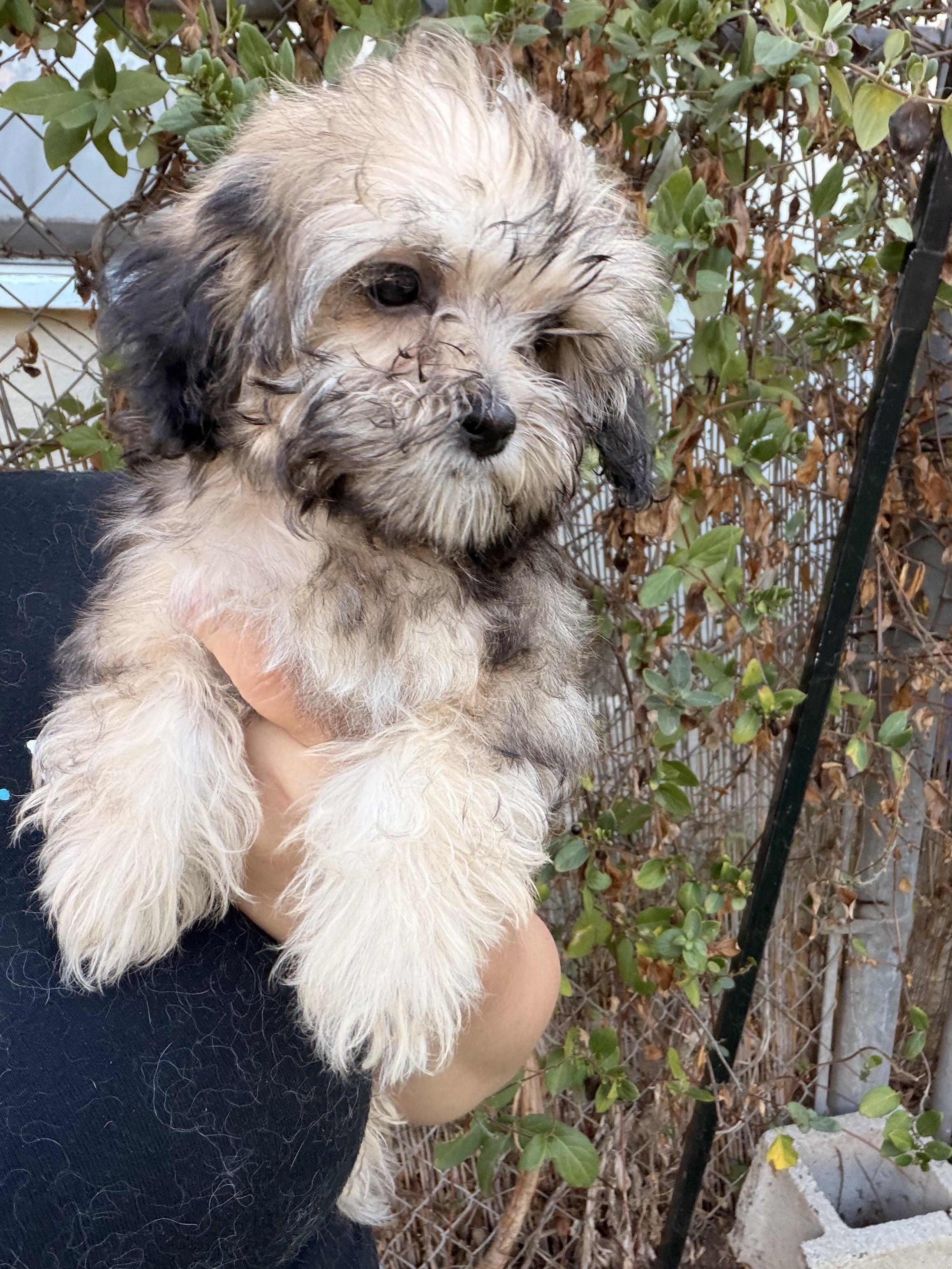 Mark, a Adoptable mixed breed in Moreno Valley, CA image 1/2