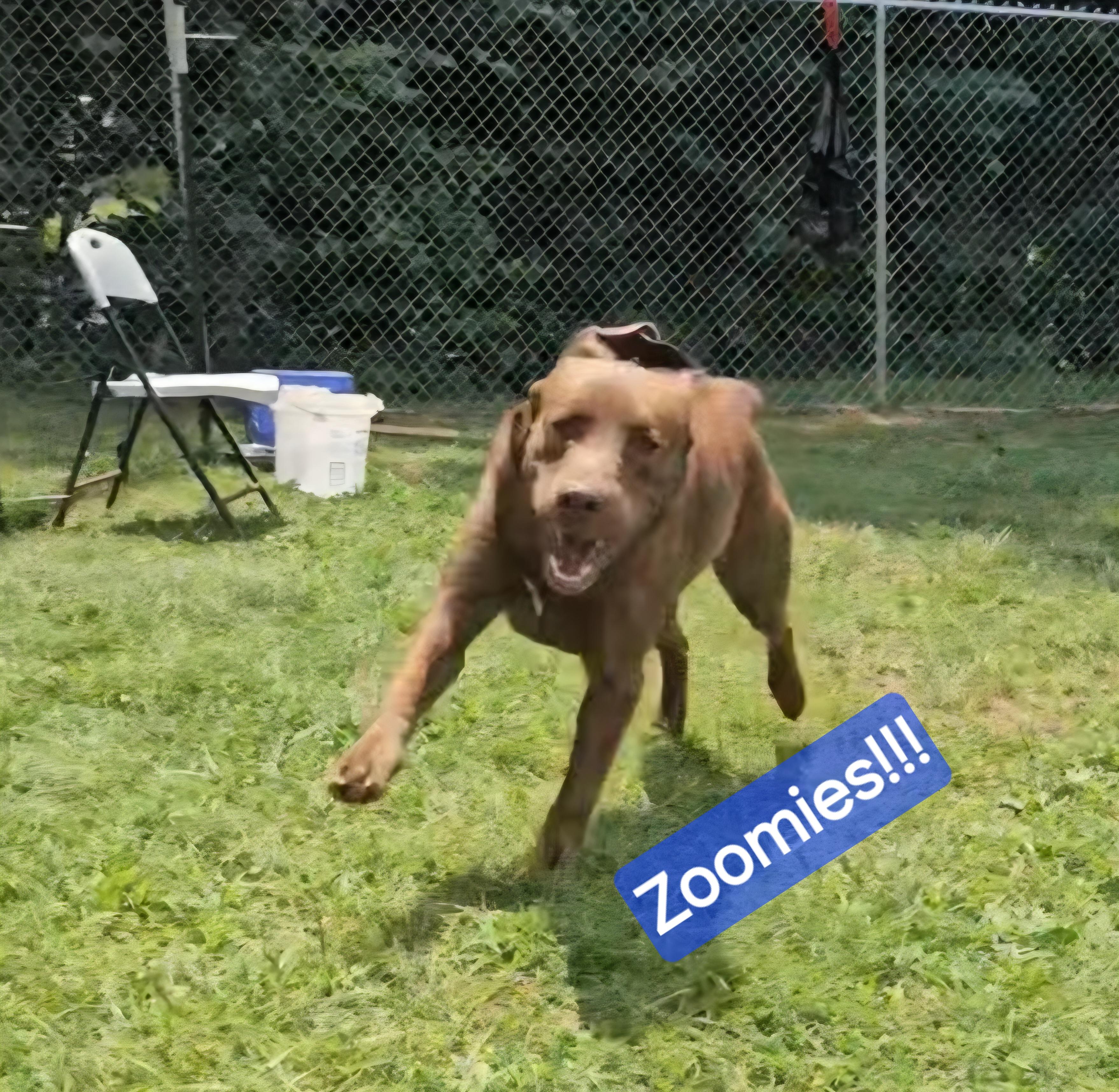 Enlarge Fred, a Adoptable Chocolate Labrador Retriever in Wheelersburg, OH image 2/4
