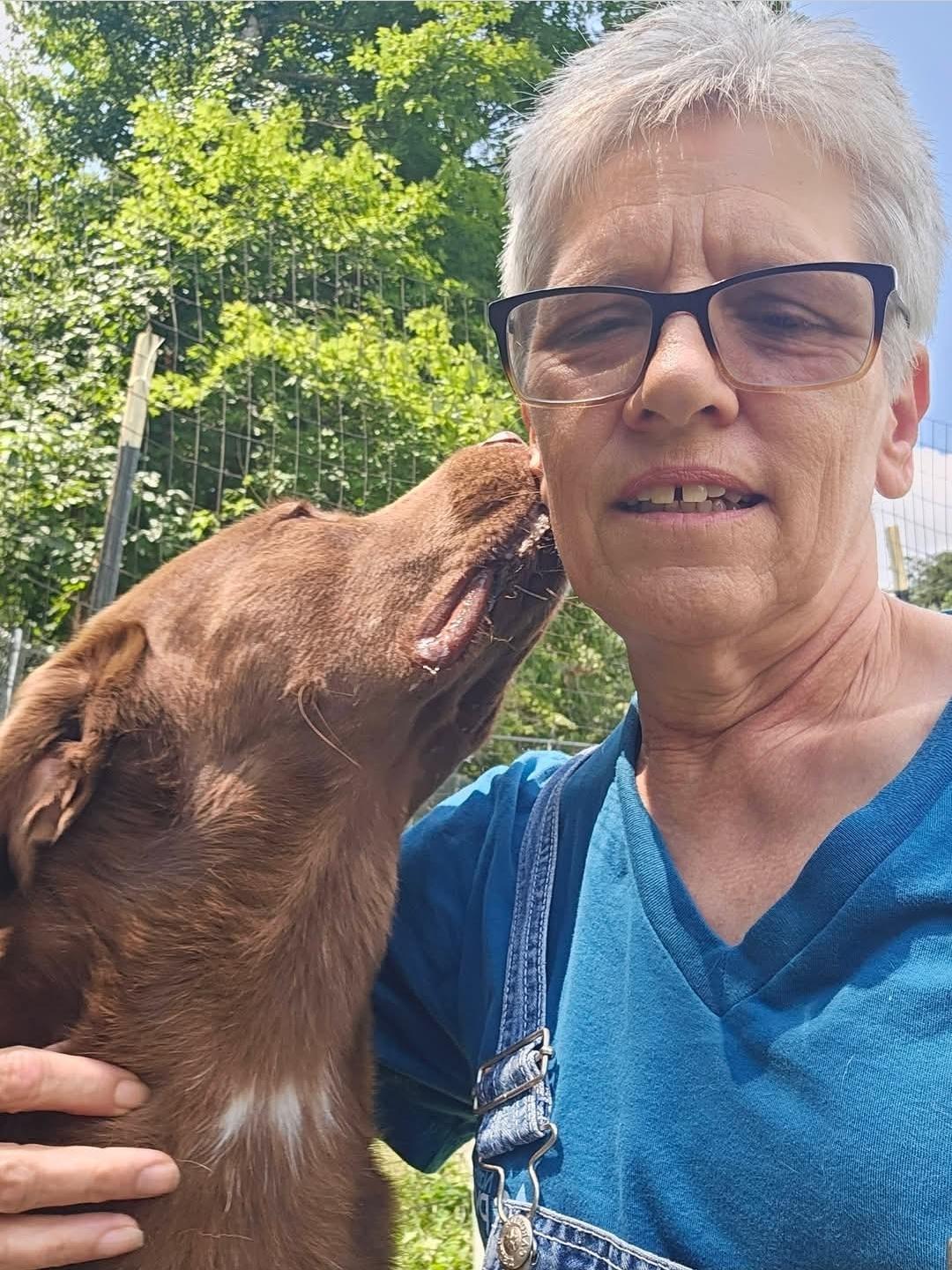 Enlarge Fred, a Adoptable Chocolate Labrador Retriever in Wheelersburg, OH image 4/4