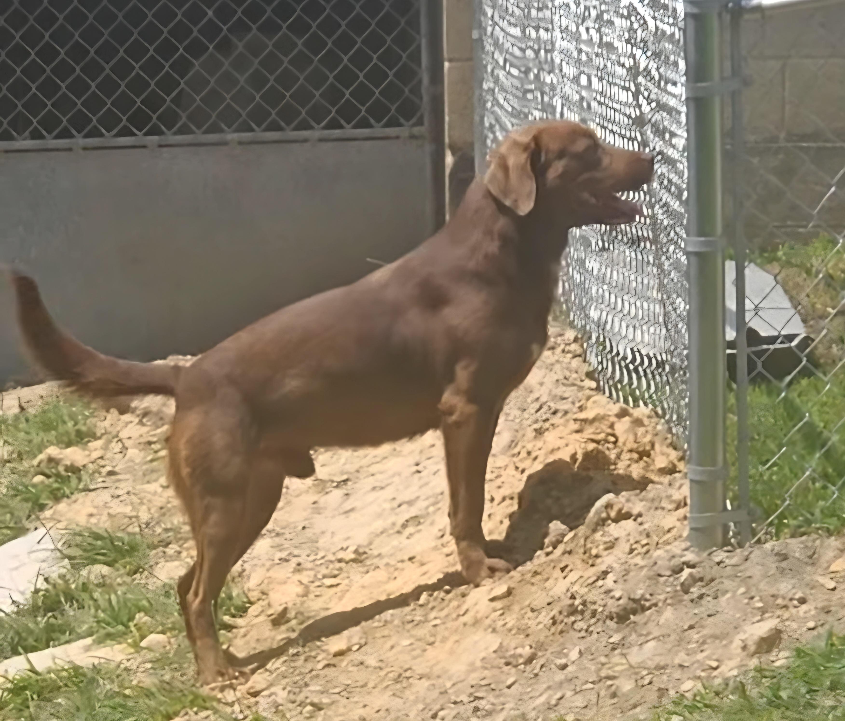 Enlarge Fred, a Adoptable Chocolate Labrador Retriever in Wheelersburg, OH image 3/4