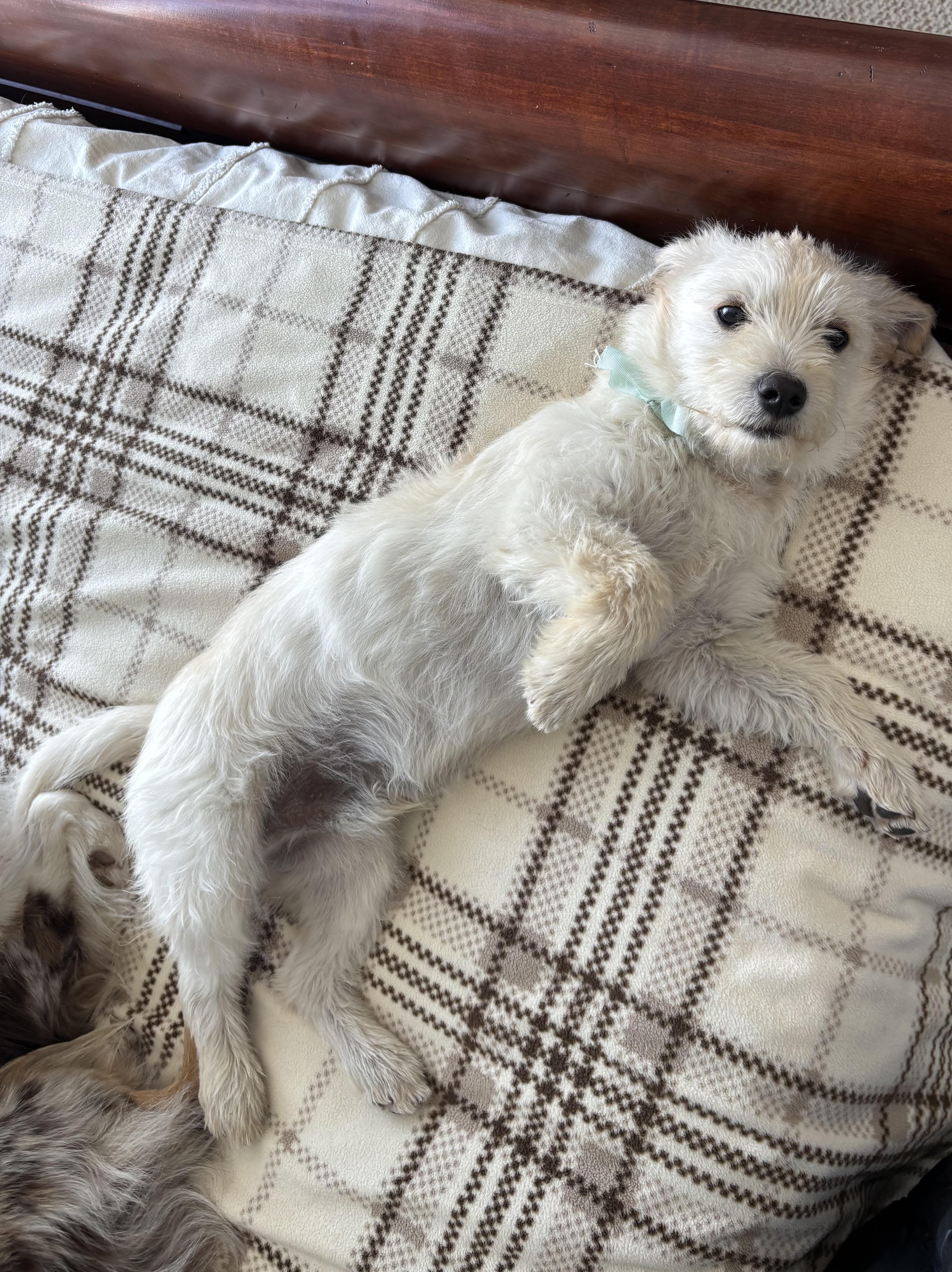 Enlarge Hawkins *Adopted!*, a ADOPTABLE Terrier in Toronto, ON image 3/3