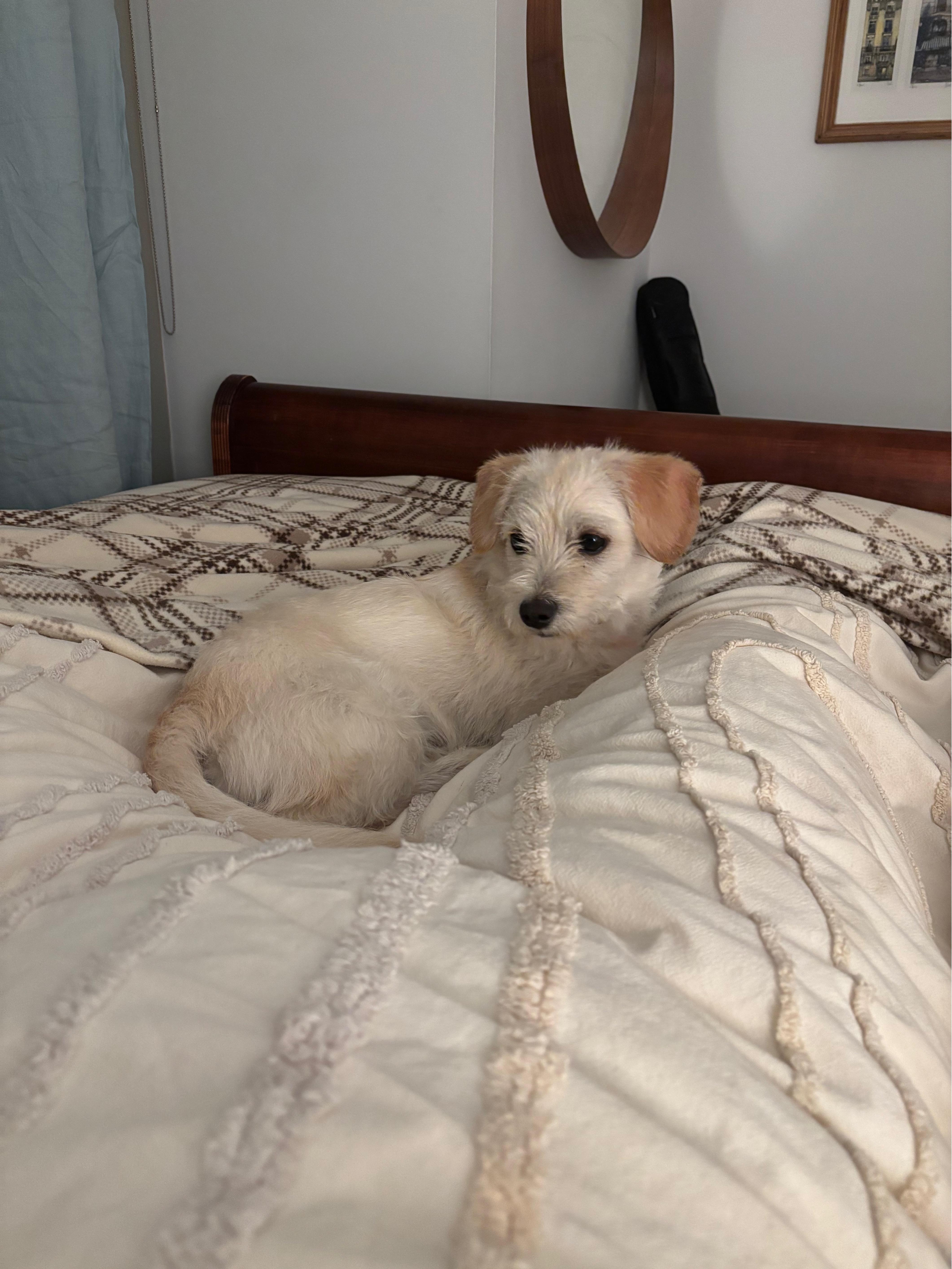 Enlarge Hawkins *Adopted!*, a ADOPTABLE Terrier in Toronto, ON image 2/3