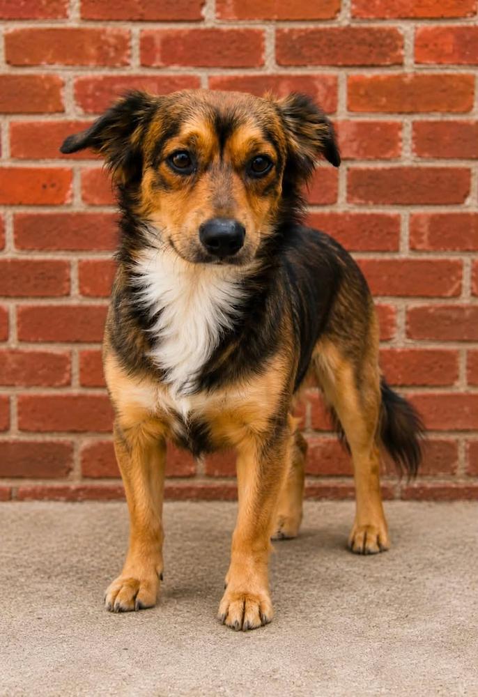 Enlarge Gordy, a Adopted mixed breed in TULSA, OK image 1/3
