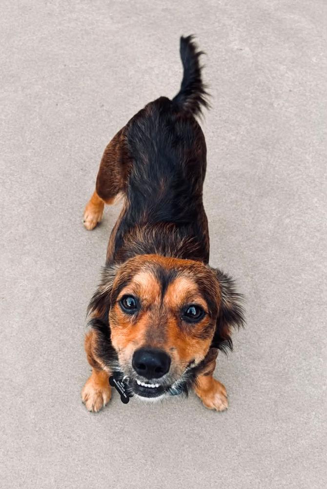 Enlarge Gordy, a Adopted mixed breed in TULSA, OK image 2/3