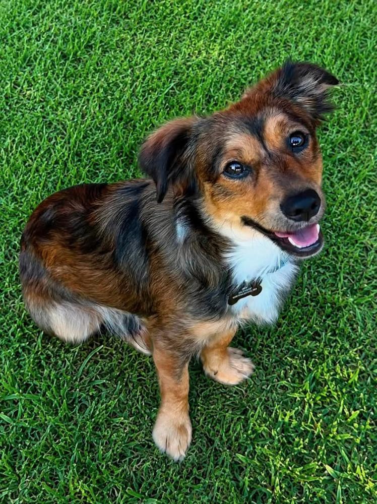 Enlarge Gordy, a Adopted mixed breed in TULSA, OK image 3/3