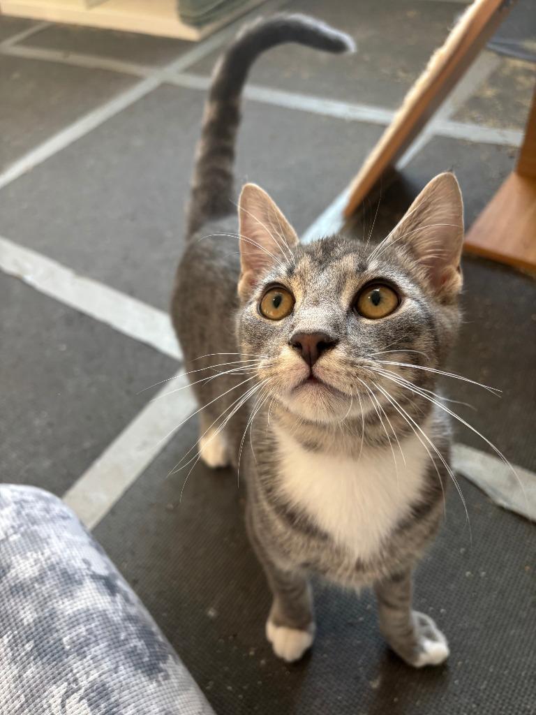 Enlarge Zafu25, a Adoptable mixed breed in Youngsville, NC image 1/4