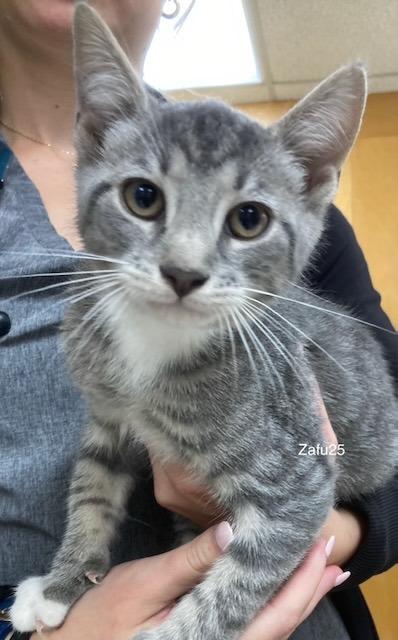 Enlarge Zafu25, a Adoptable mixed breed in Youngsville, NC image 2/4