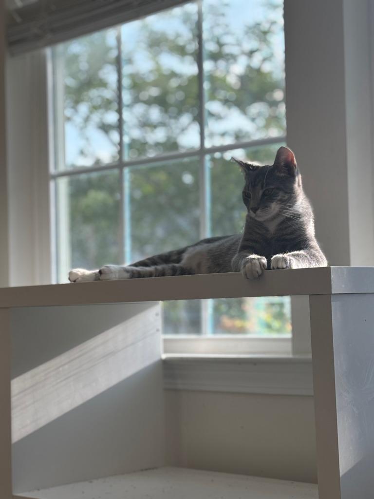 Enlarge Zafu25, a Adoptable mixed breed in Youngsville, NC image 3/4