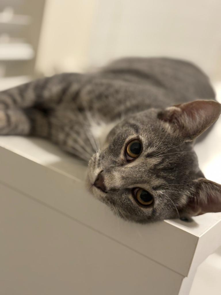 Enlarge Zafu25, a Adoptable mixed breed in Youngsville, NC image 4/4