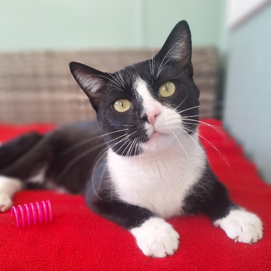 Juniper, Adoptable, Adult Male Domestic Short Hair.