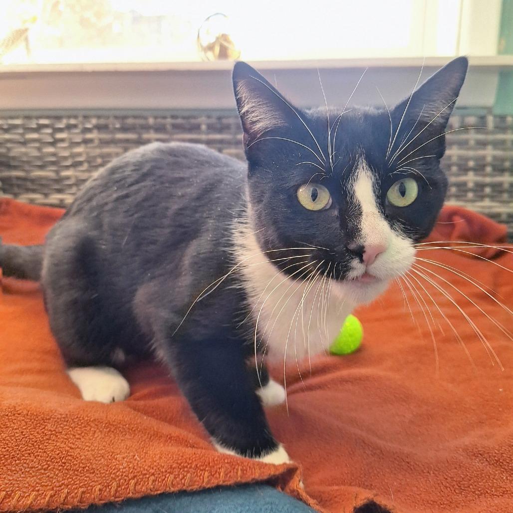 Enlarge Juniper, a Adoptable Domestic Short Hair in Attica, NY image 2/2