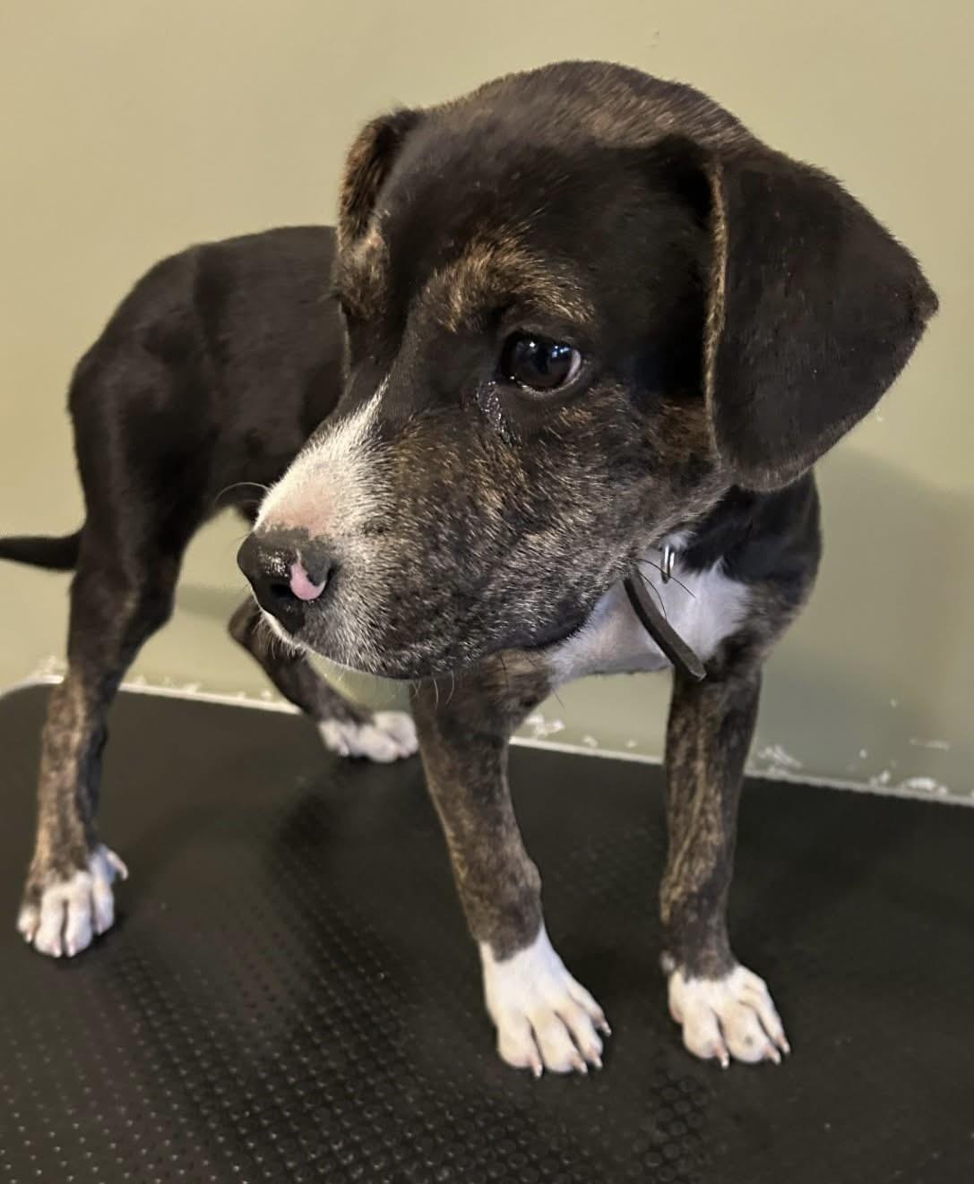 Kai, ADOPTABLE, Puppy Male American Staffordshire Terrier.