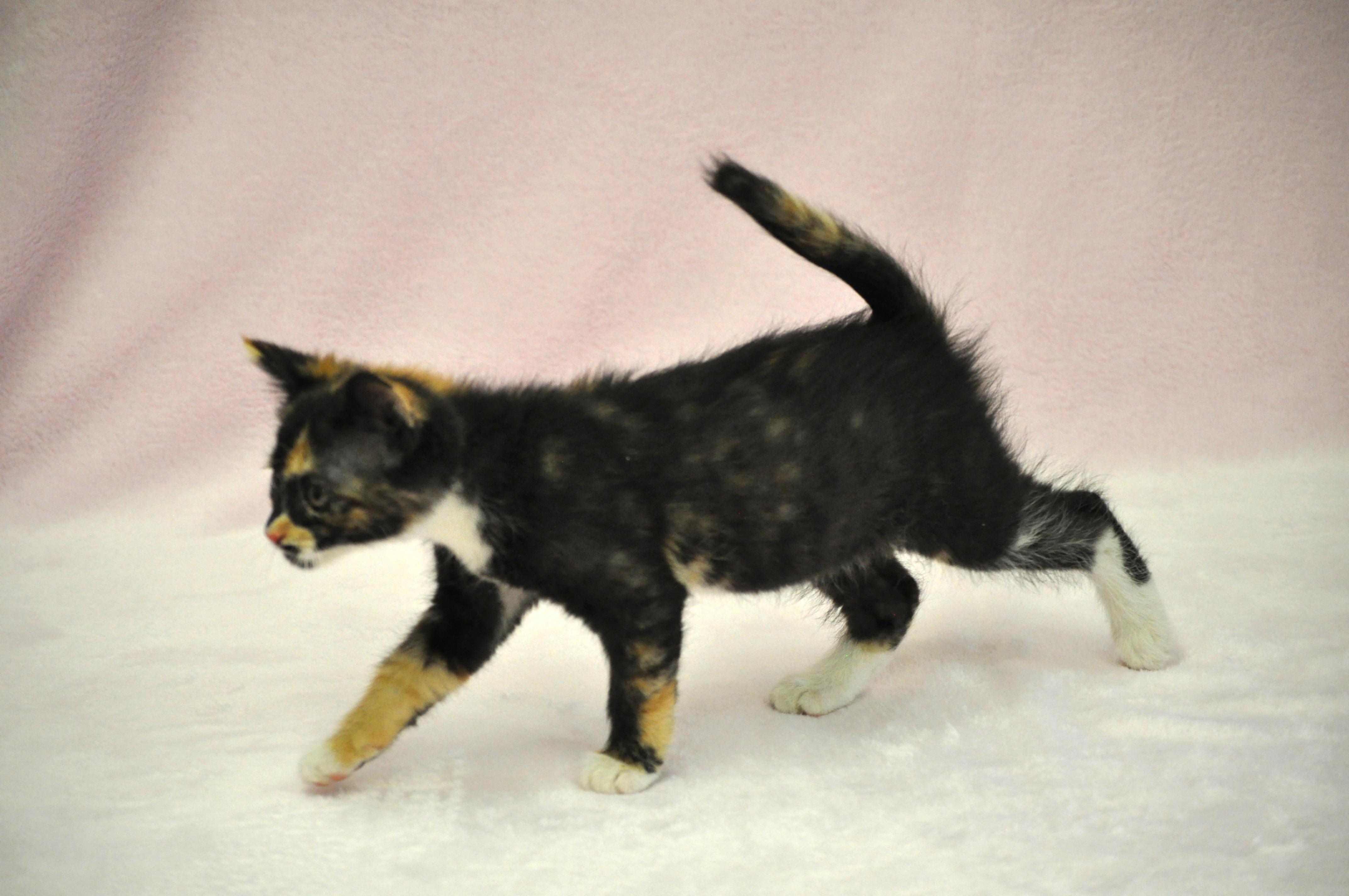 Artemis - Adoption Pending, a ADOPTABLE mixed breed in Union Gap, WA image 3/5