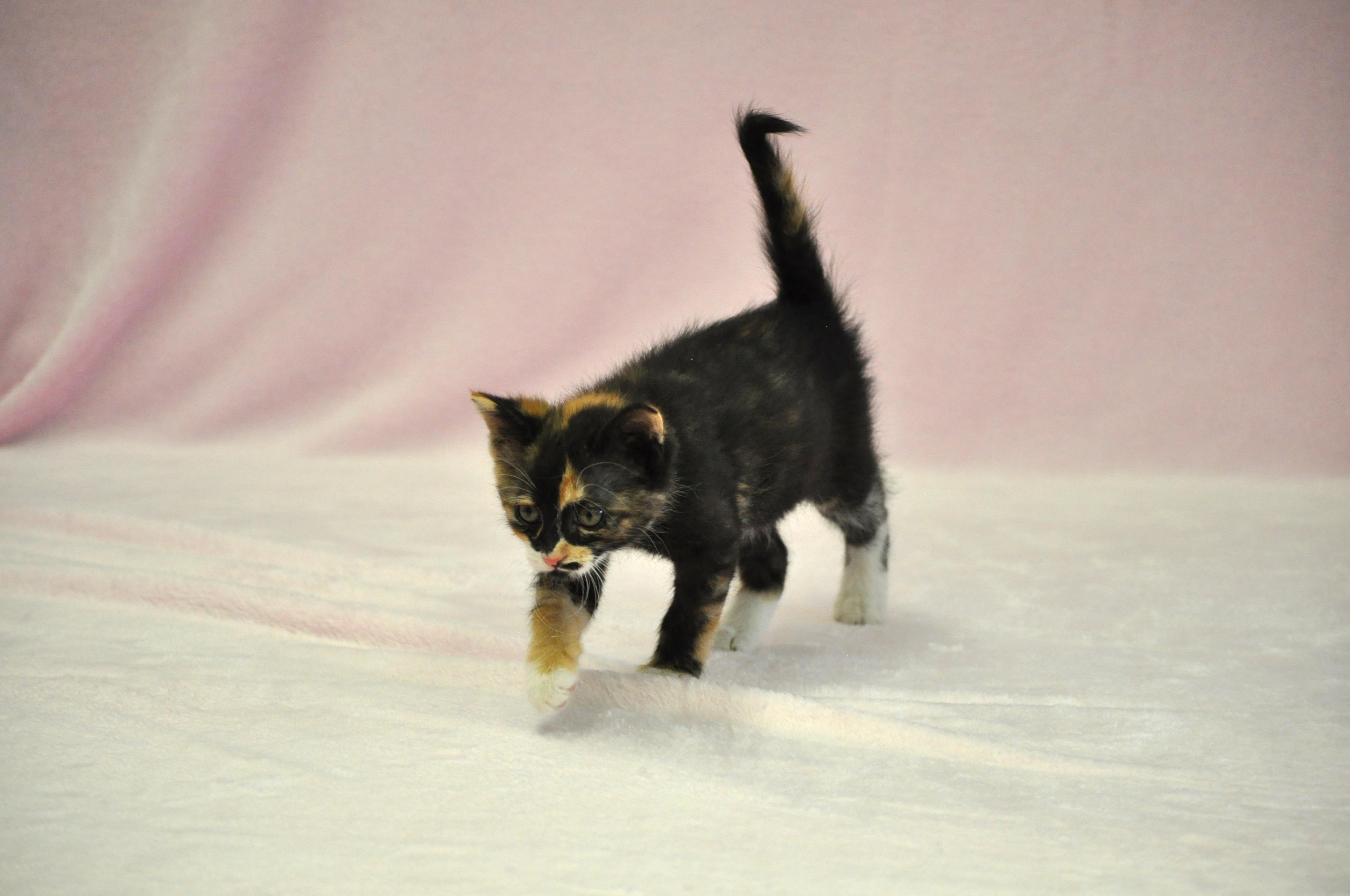 Artemis - Adoption Pending, a ADOPTABLE mixed breed in Union Gap, WA image 5/5