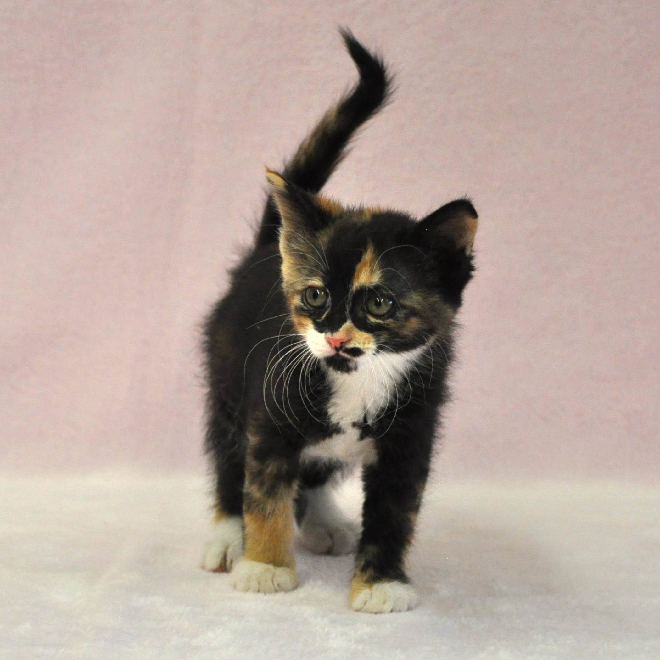 Artemis - Adoption Pending, a ADOPTABLE mixed breed in Union Gap, WA image 1/5