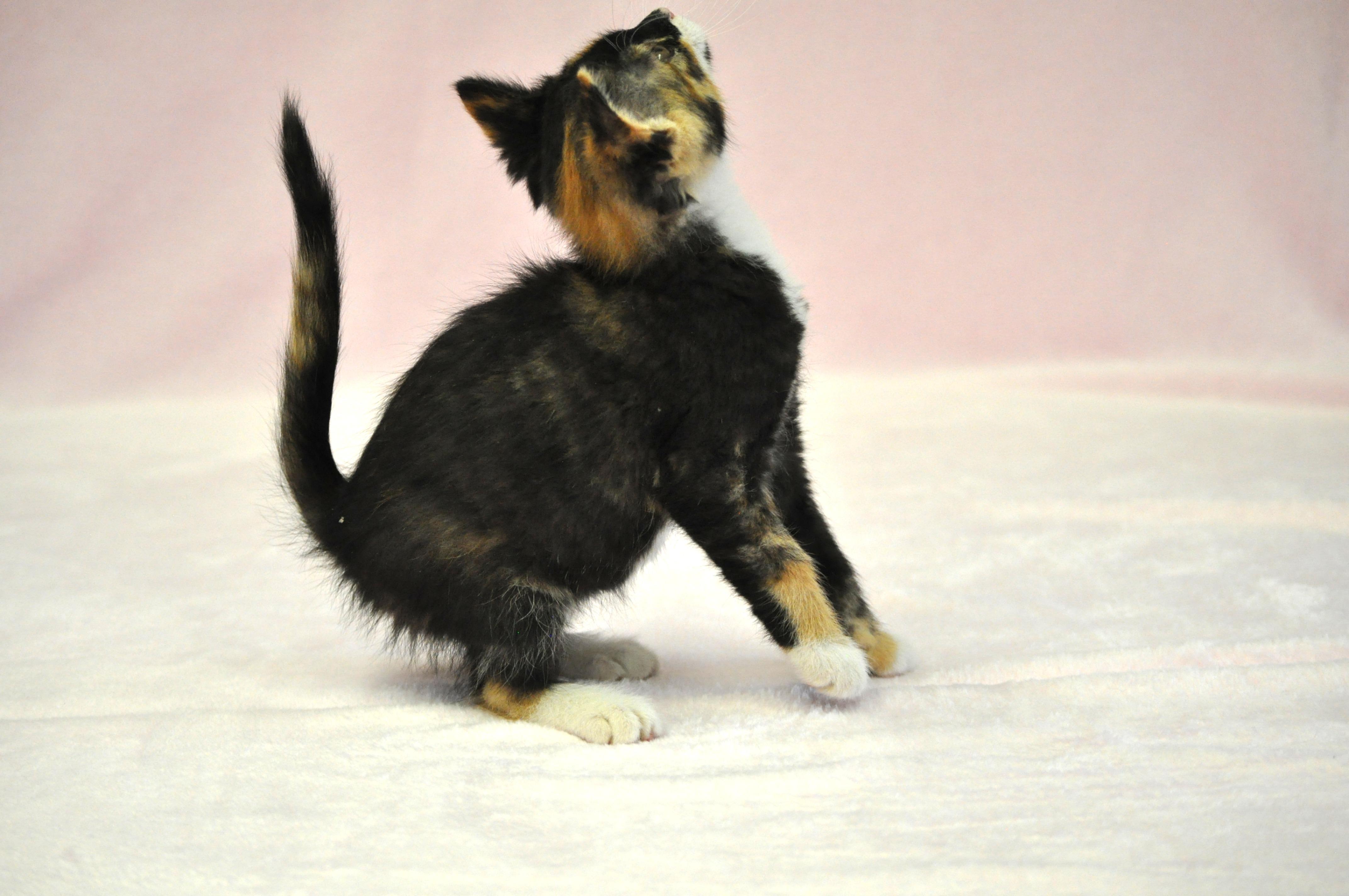 Artemis - Adoption Pending, a ADOPTABLE mixed breed in Union Gap, WA image 2/5