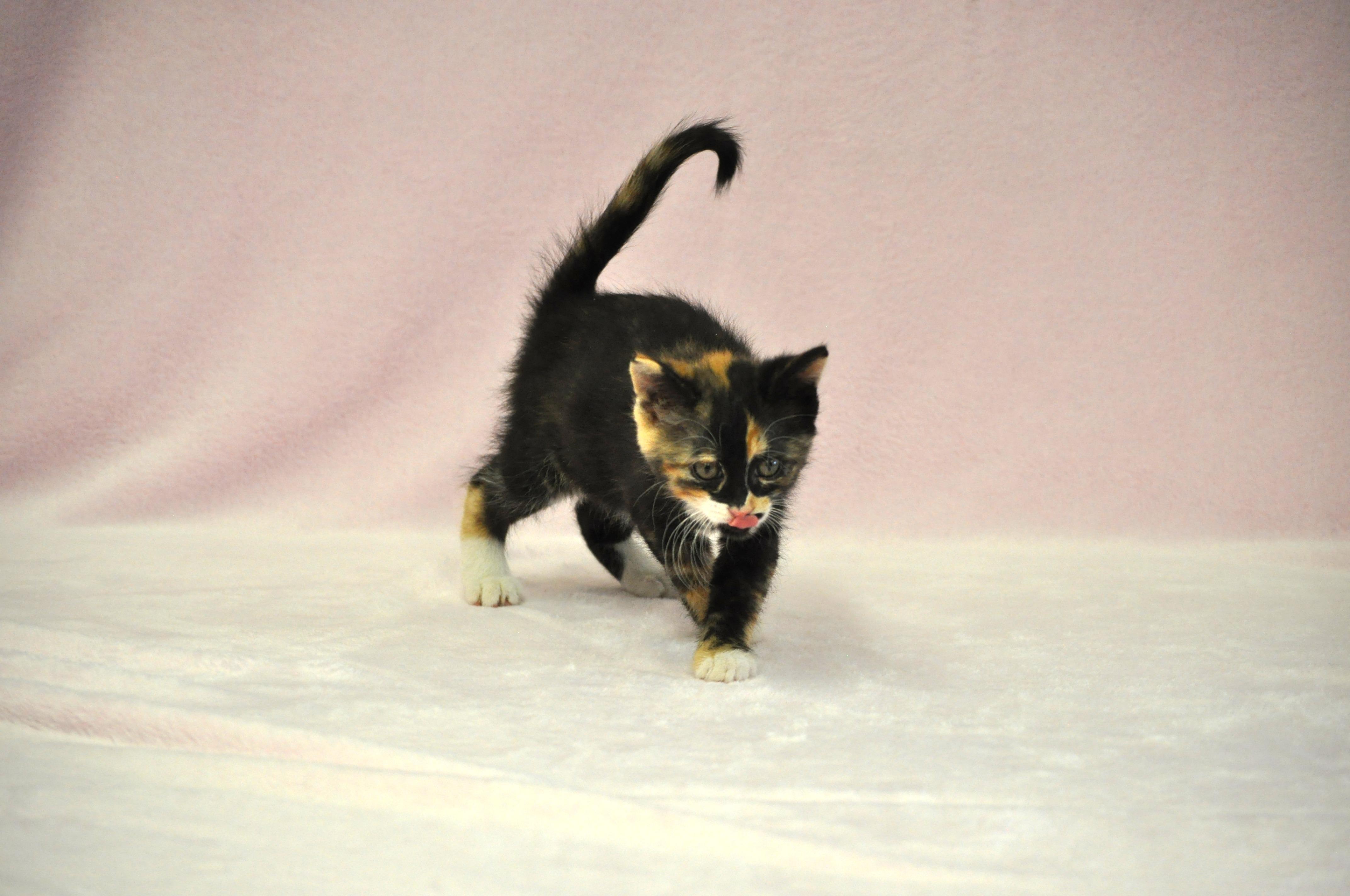 Artemis - Adoption Pending, a ADOPTABLE mixed breed in Union Gap, WA image 4/5
