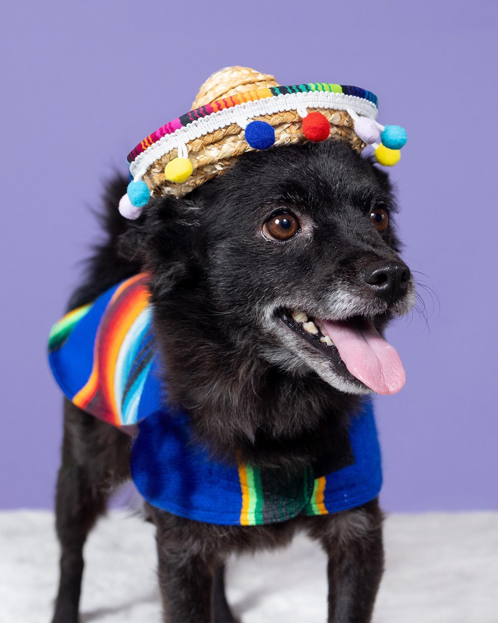 Enlarge Enchilada aka Lada, a Adoptable mixed breed in Broken Arrow, OK image 5/6