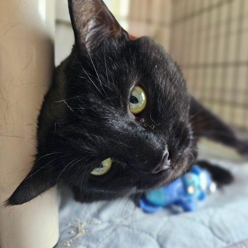 Skitz 5655C, Adoptable, Adult Male Domestic Short Hair.