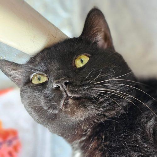 Enlarge Skitz 5655C, a Adoptable Domestic Short Hair in Frankfort, KY image 2/5