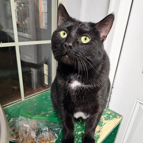 Enlarge Skitz 5655C, a Adoptable Domestic Short Hair in Frankfort, KY image 3/5