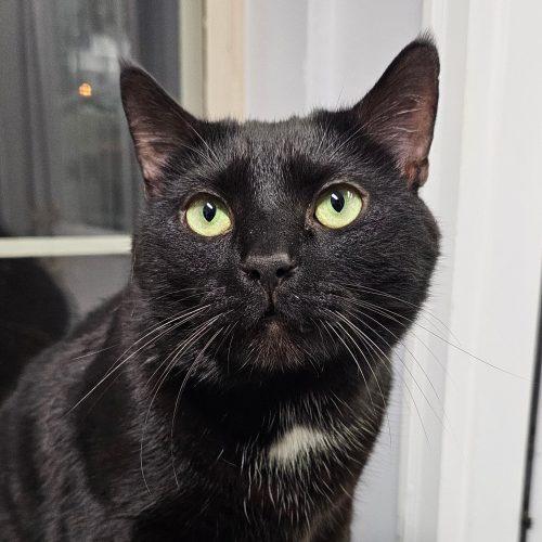 Enlarge Skitz 5655C, a Adoptable Domestic Short Hair in Frankfort, KY image 4/5