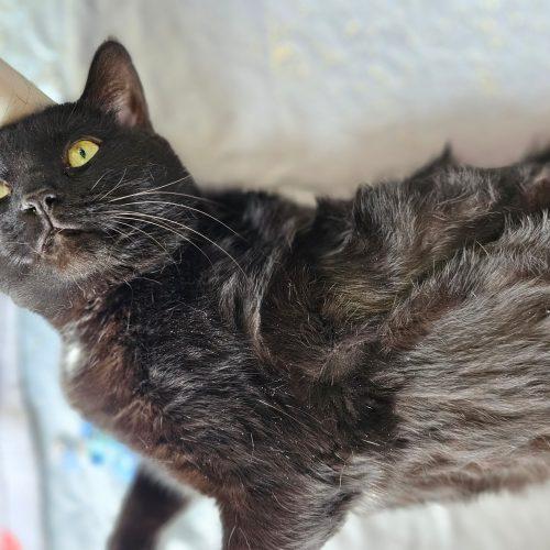 Enlarge Skitz 5655C, a Adoptable Domestic Short Hair in Frankfort, KY image 5/5