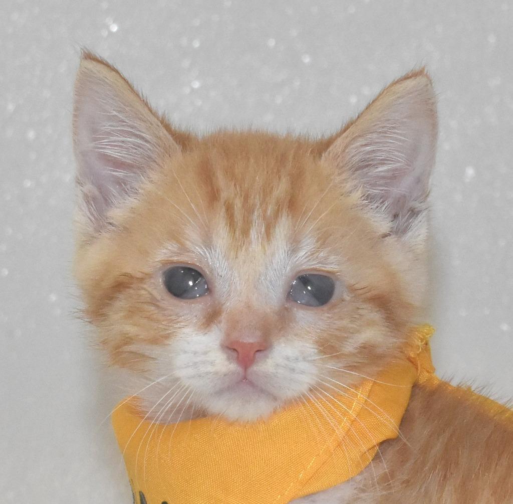 Mellow, a Adoptable mixed breed in Springfield, OH image 2/3