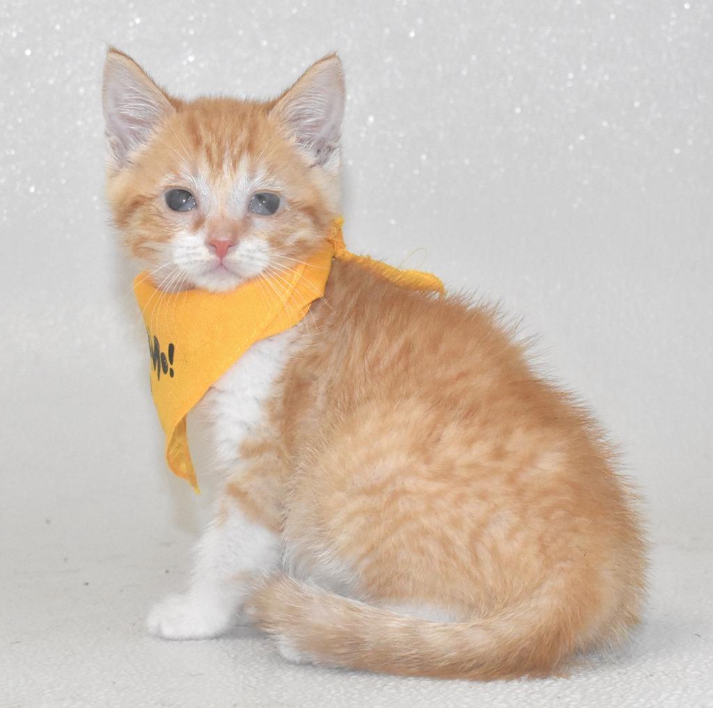 Mellow, a Adoptable mixed breed in Springfield, OH image 3/3