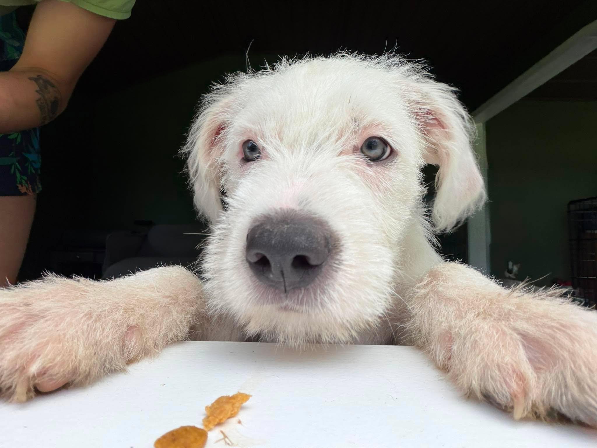 Enlarge Parmesan, a ADOPTABLE mixed breed in Clay, NY image 2/5