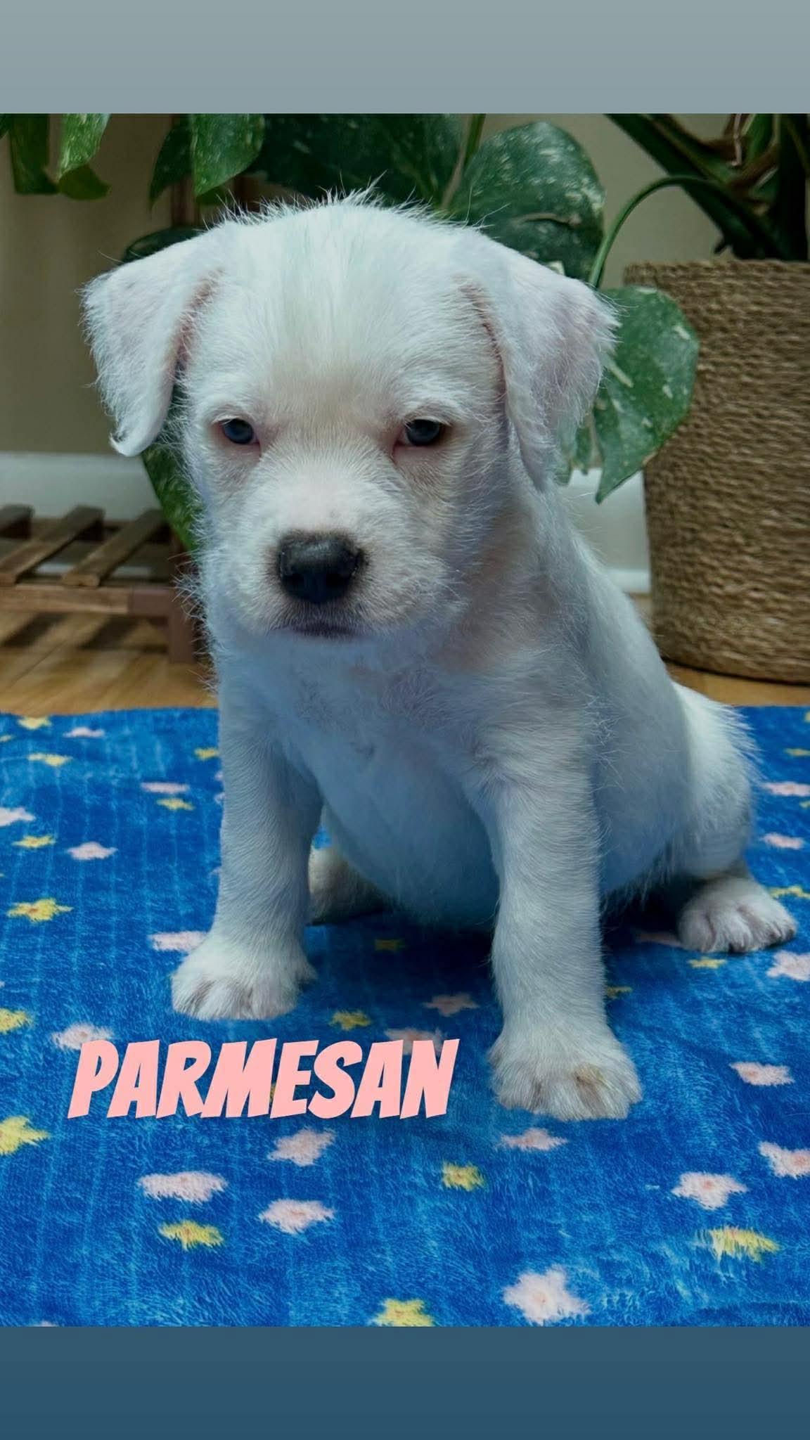 Parmesan, a ADOPTABLE mixed breed in Clay, NY image 1/3