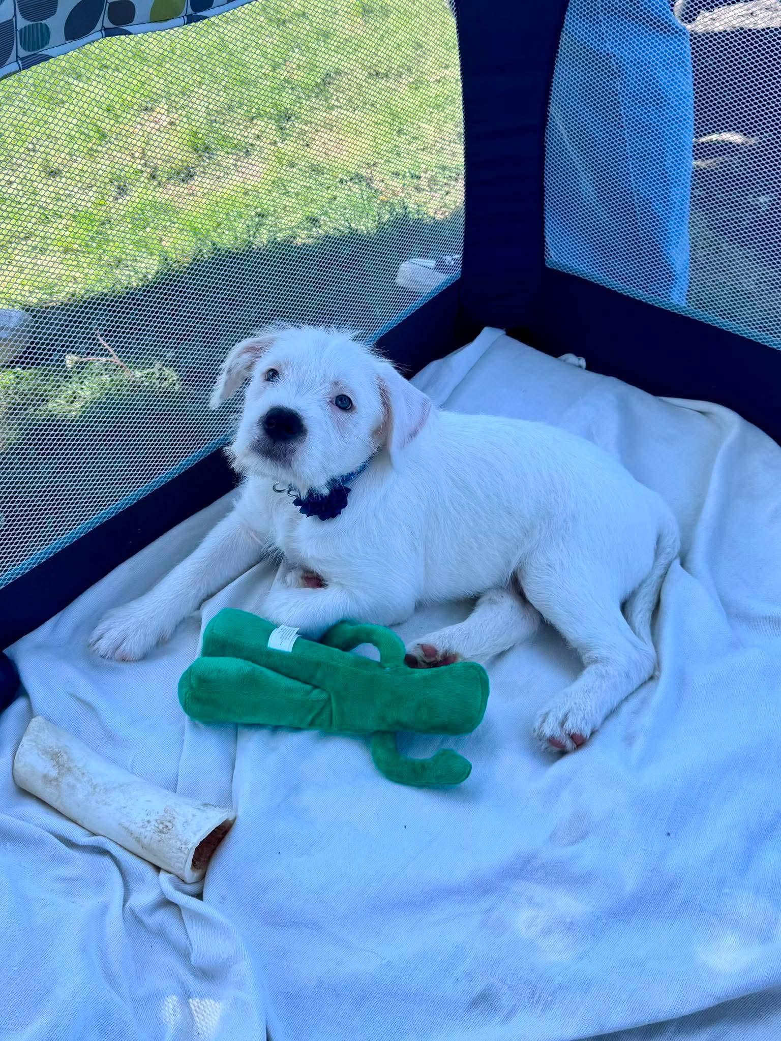 Parmesan, a ADOPTABLE mixed breed in Clay, NY image 3/3