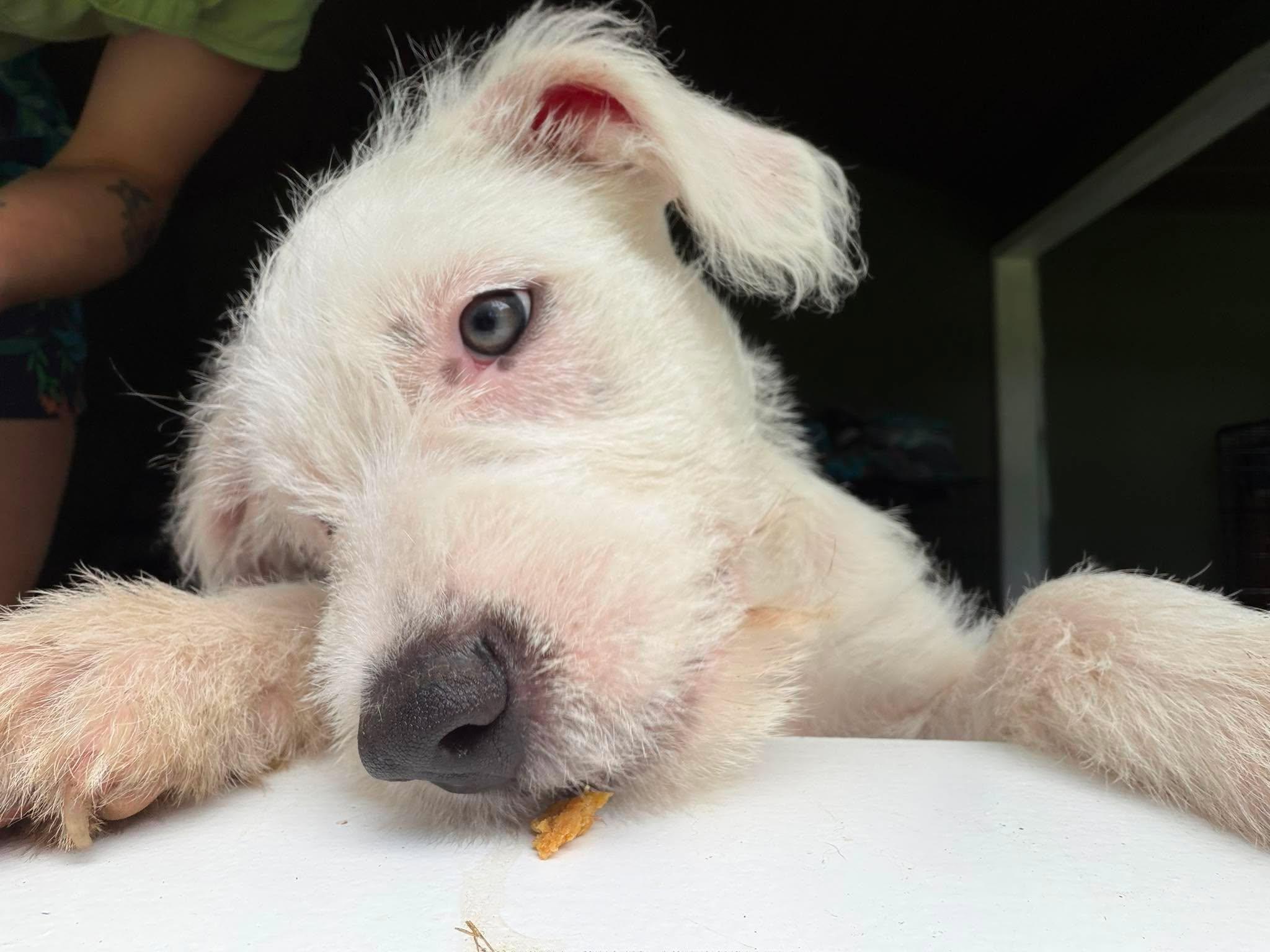 Enlarge Parmesan, a ADOPTABLE mixed breed in Clay, NY image 5/5
