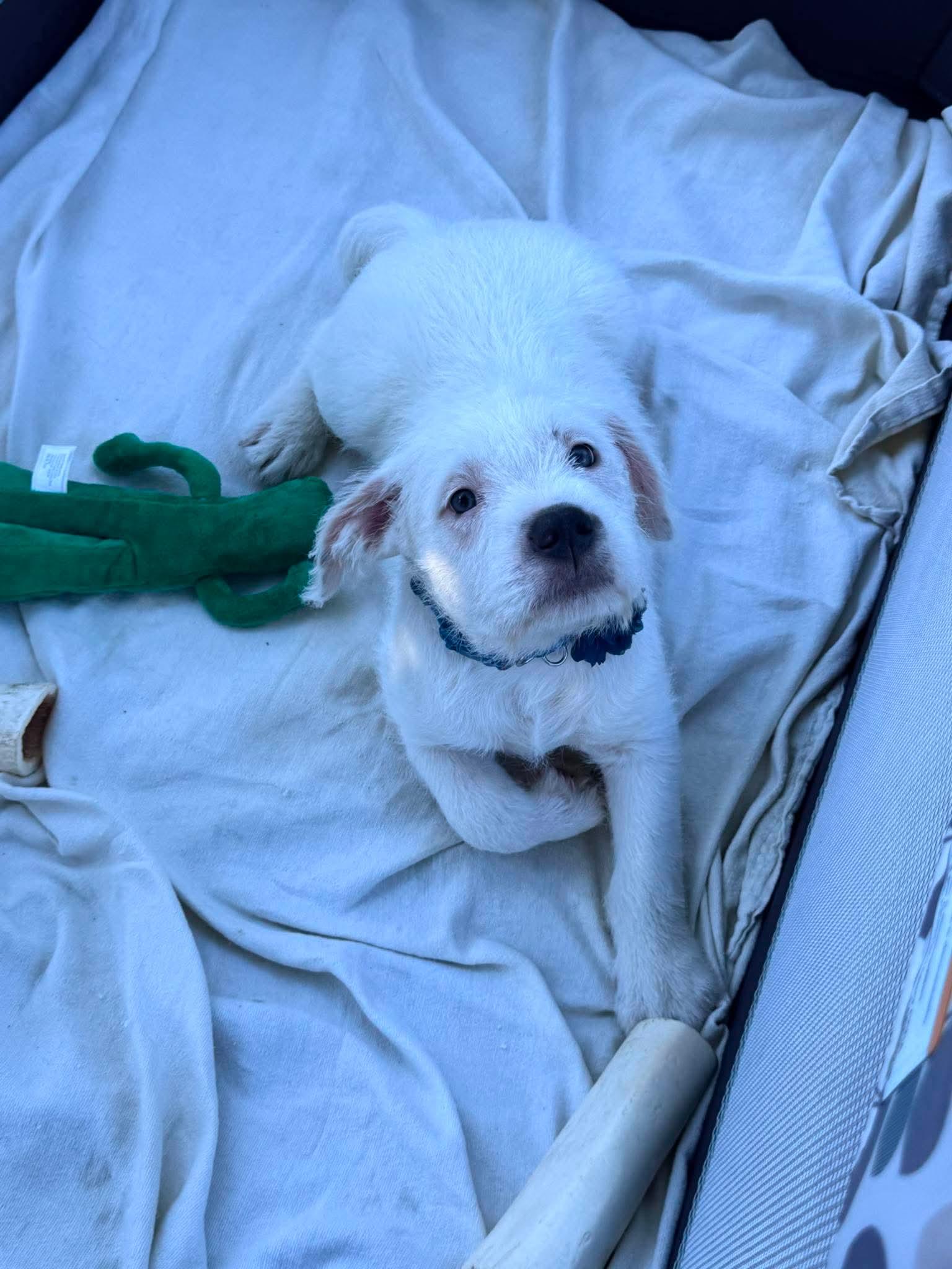 Parmesan, a ADOPTABLE mixed breed in Clay, NY image 2/3